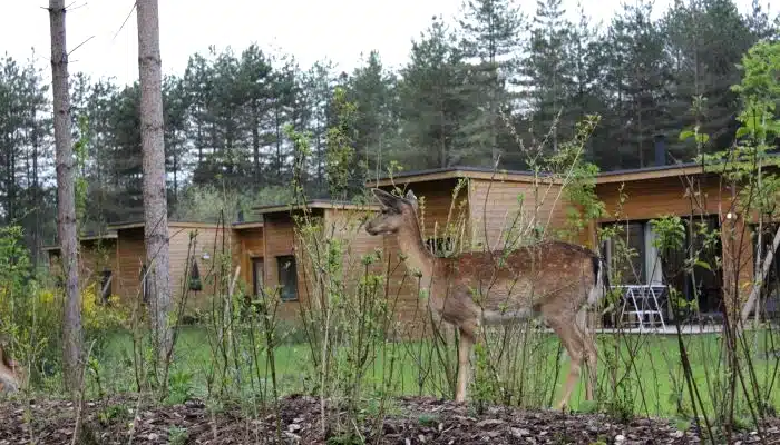 Un groupe de cottages au domaine Le Bois aux Daims